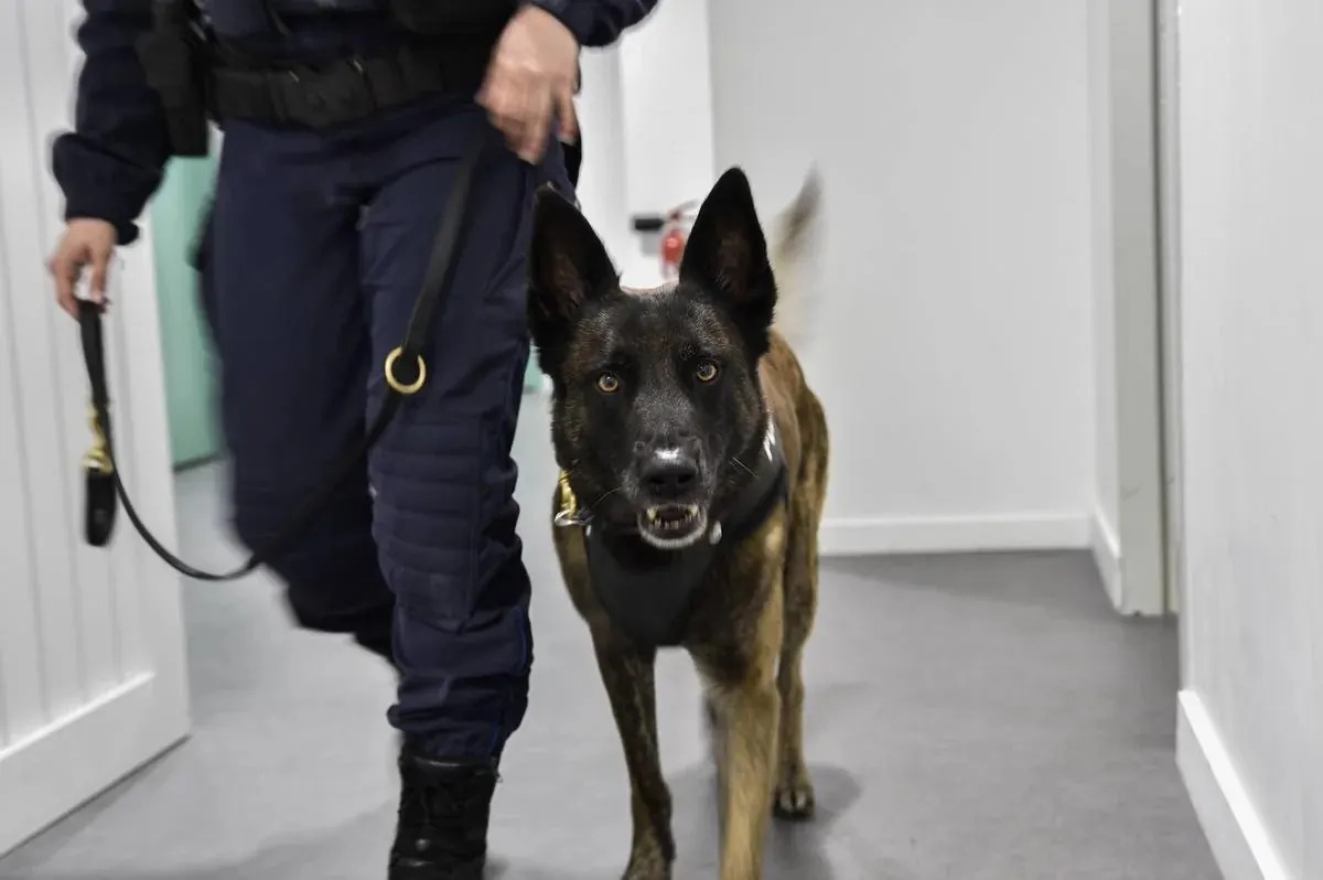 Maître-chien et son berger belge malinois en patrouille